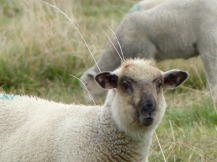 sheep on alert